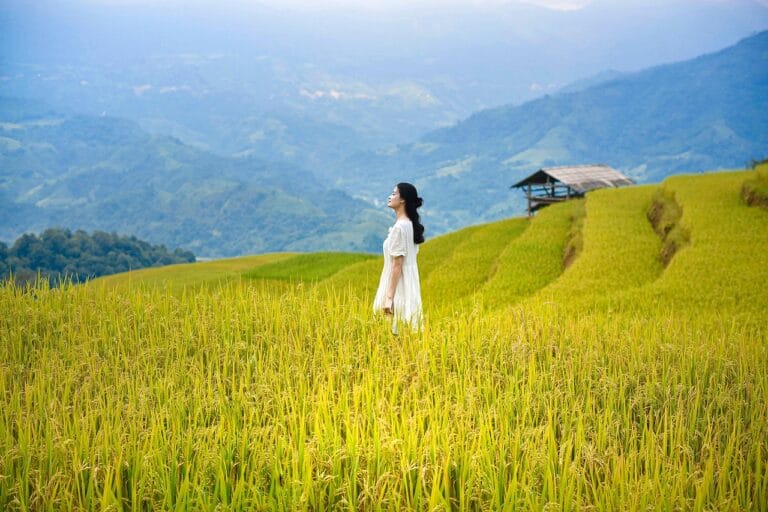 vietnam, lua, rice, hoangsuphi, hagiang, mountain, ruongbacthang, nature, women